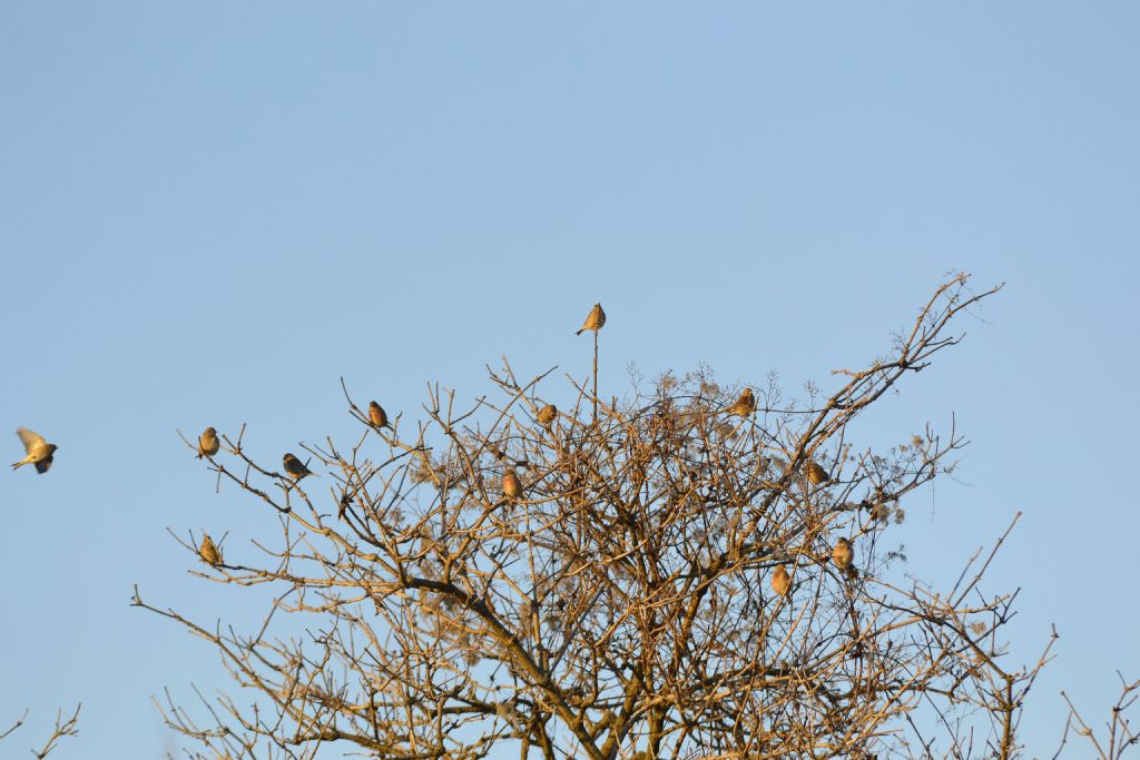 Fanelli (Carduelis cannabina)
